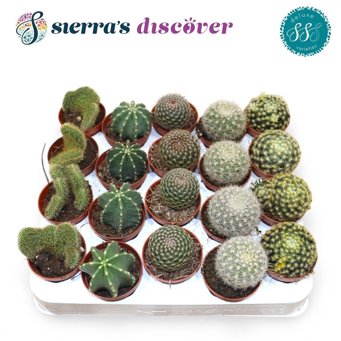 <h4>CACTUS GEM</h4>