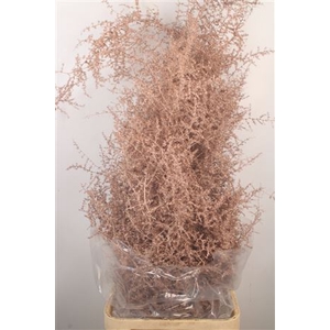 Asparagus Salv. Champagne