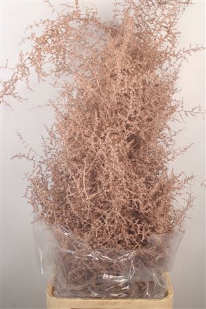 <h4>Asparagus Salv. Champagne</h4>