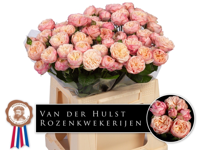 <h4>R TR ROYAL BLUSH</h4>