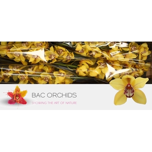 CYMB T LA VIE STELLA