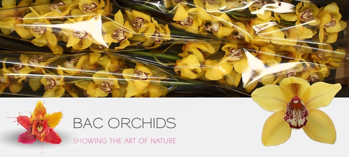 <h4>CYMB T LA VIE STELLA</h4>