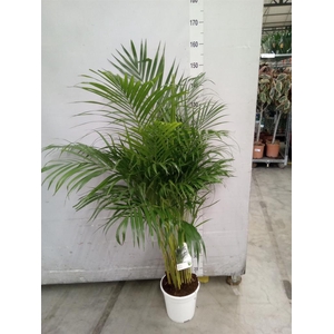 Dypsis lutescens   ...Chrysalidoca