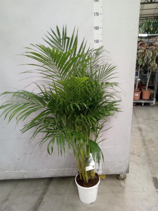 <h4>Dypsis lutescens ...Chrysalidoca</h4>
