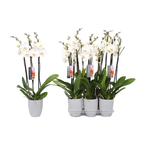 Phalaenopsis White, 3-spike Grey Ceramics