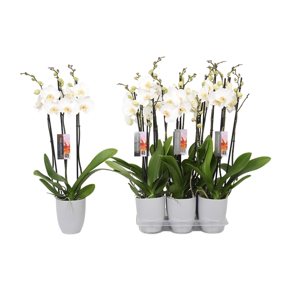 <h4>Phalaenopsis White, 3-spike Grey Ceramics</h4>