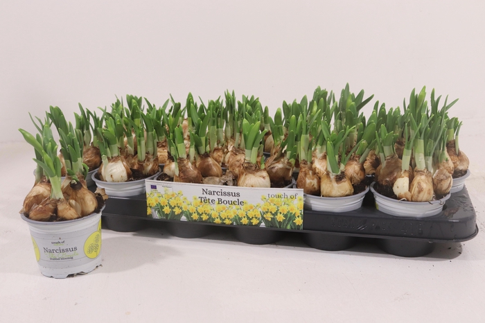 <h4>NARC D TETE BOUCLE</h4>