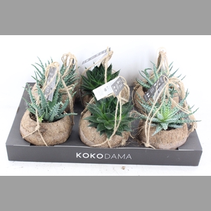 arr3 Kokoplant - Aloe mix x6
