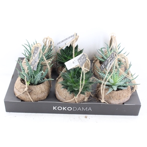 arr3 Kokoplant - Aloe mix x6