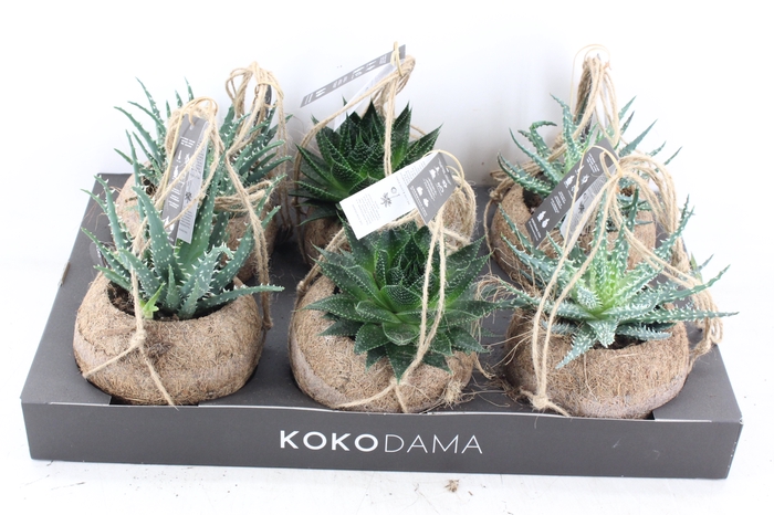 <h4>arr3 Kokoplant - Aloe mix x6</h4>