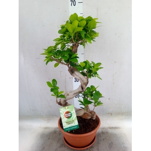 Ficus microcarpa 'Ginseng'