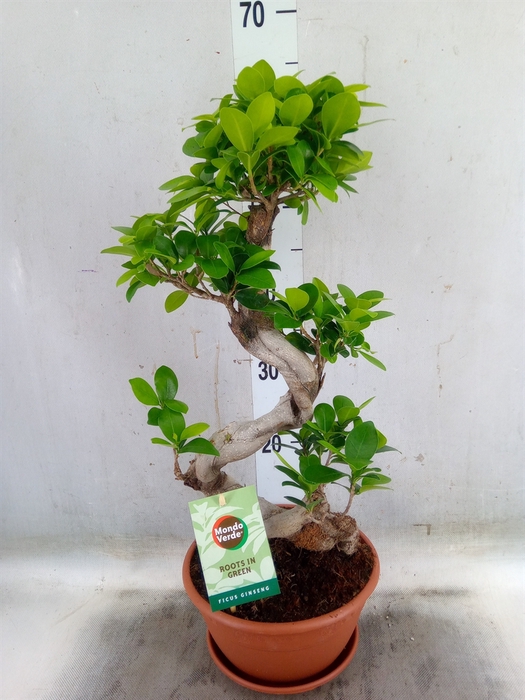 <h4>Ficus microcarpa 'Ginseng'</h4>