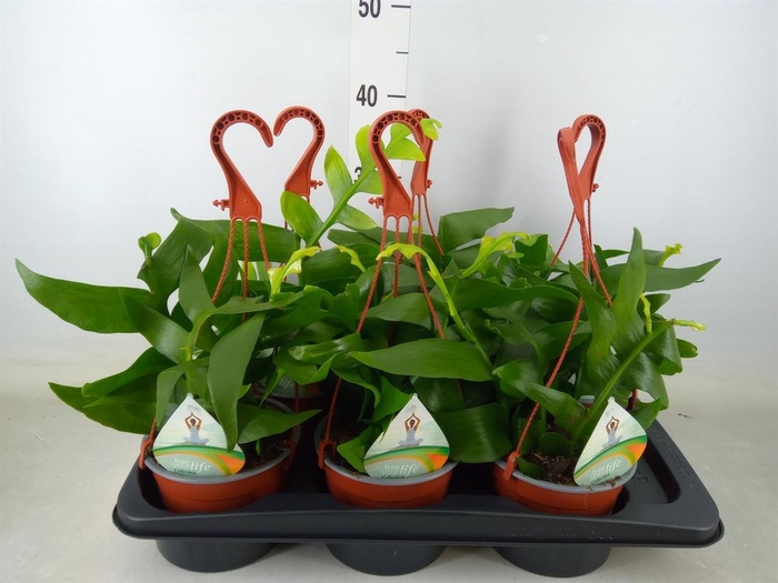 <h4>Epiphyllum ...</h4>