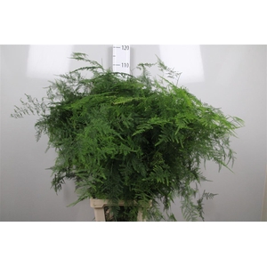 Asparagus Setaceus