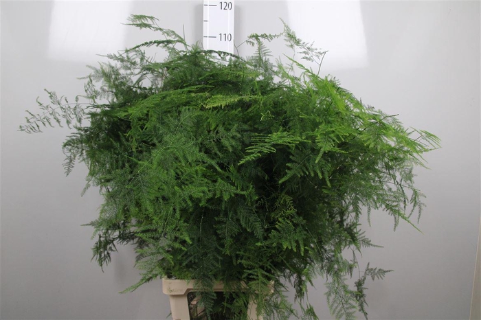 <h4>Asparagus Setaceus</h4>