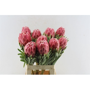 Protea Venus