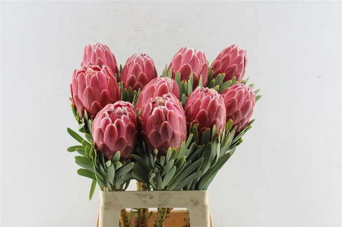 <h4>Protea Venus</h4>