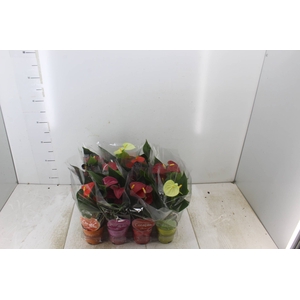 ANTHURIUM VARIADO P09