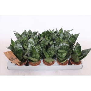 Sansevieria trifa. 'Hahnii'