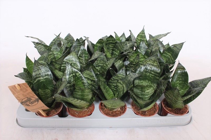 <h4>Sansevieria trifa. 'Hahnii'</h4>