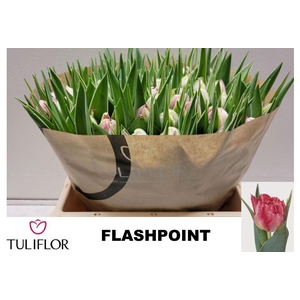 TU DU FLASH POINT