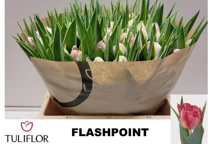 <h4>TU DU FLASH POINT</h4>