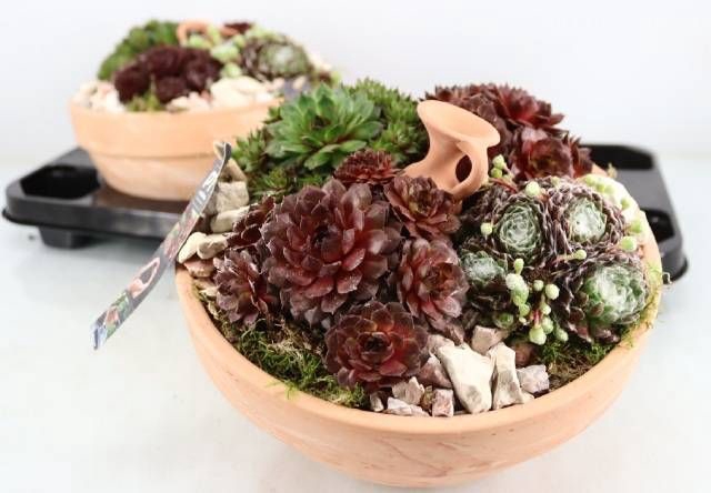 <h4>ARR SEMPERVIVUM</h4>