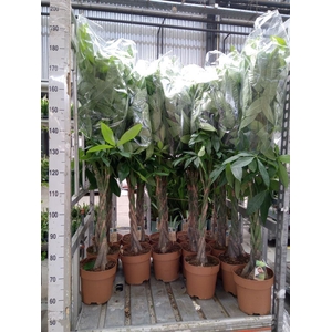 Pachira aquatica