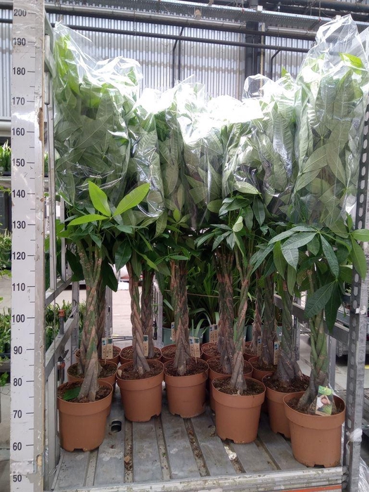 <h4>Pachira aquatica</h4>