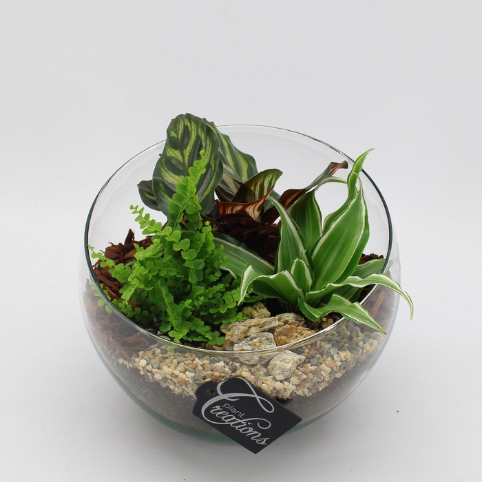<h4>Opm GRCR-2540 Green Essentials</h4>