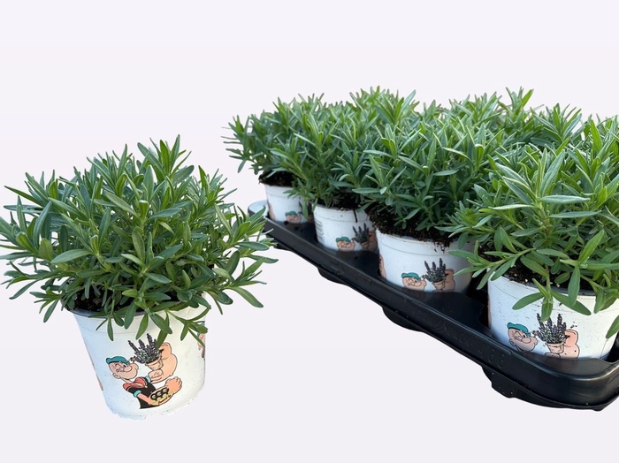 <h4>LAVAN ANGUSTIFOLIA</h4>