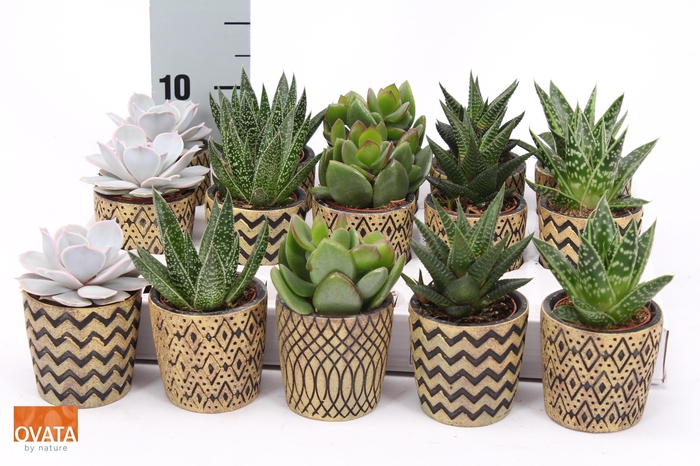 <h4>SUCC GEM 5 SRT</h4>