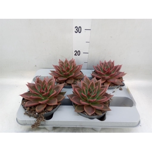 Echeveria   ...