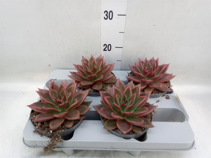 <h4>Echeveria   ...</h4>