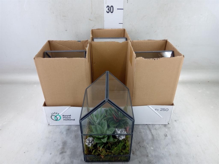 <h4>Arr.   Kamerplant Groen H%</h4>