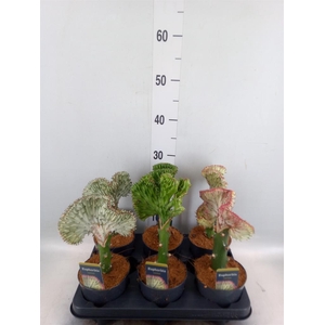 Euphorbia lactea 'Cristata'