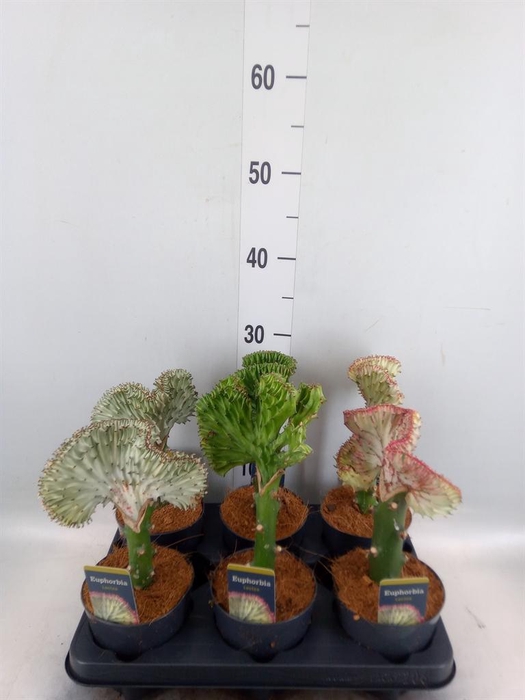 <h4>Euphorbia lactea 'Cristata'</h4>