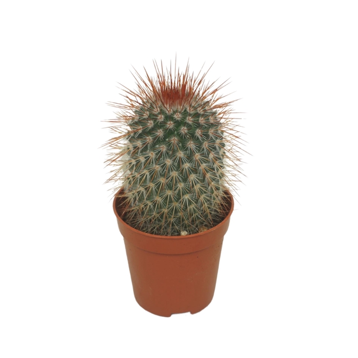 <h4>Mammillaria spinosissima</h4>