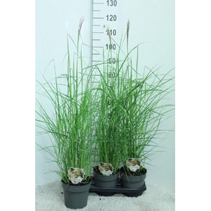 Miscanthus Sinensis Ferner Osten