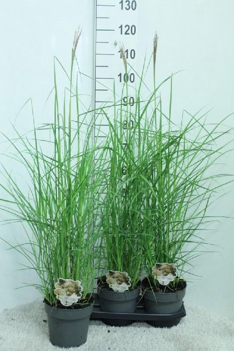<h4>Miscanthus Sinensis Ferner Osten</h4>