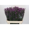 Aster Baby Pink