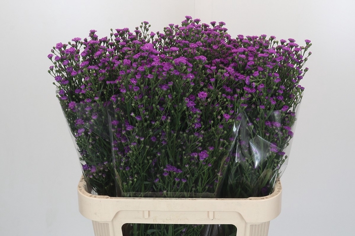 Aster Baby Pink