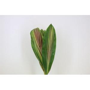 Cordyline Blad Stripe