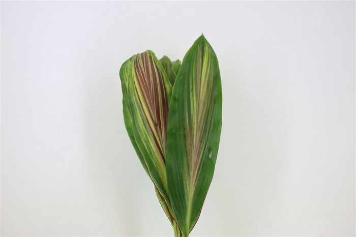 <h4>Cordyline Blad Stripe</h4>