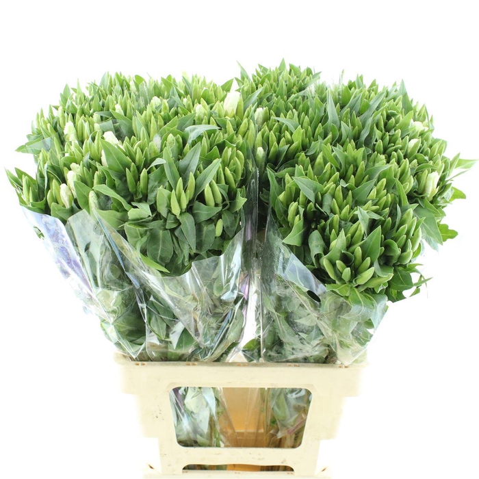 <h4>Clarkia White Pink</h4>