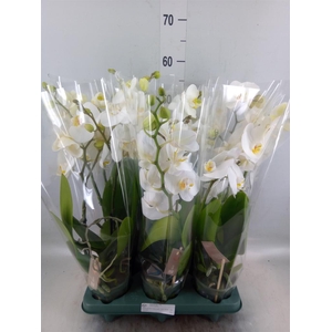 Phalaenopsis  'Spirit White'