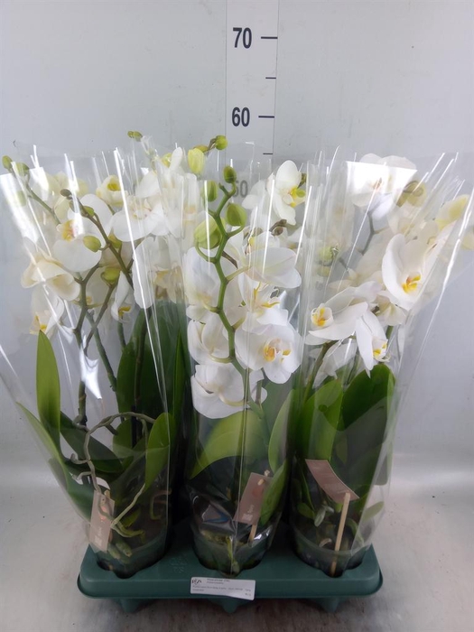 <h4>Phalaenopsis  'Spirit White'</h4>