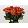 Dahlia Orange Fox