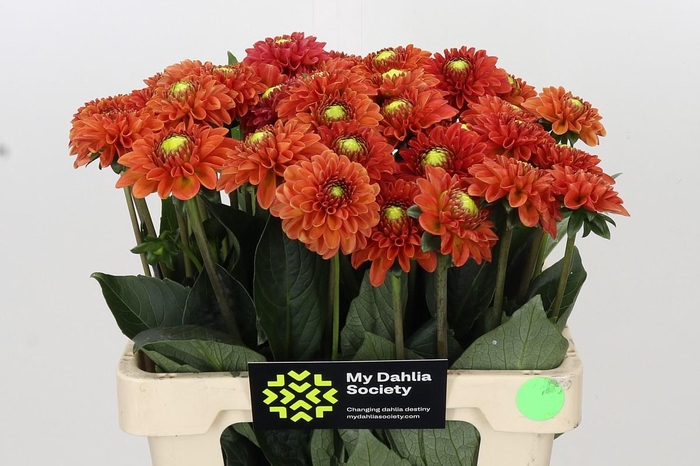 <h4>Dahlia Orange Fox</h4>