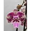 Phalaenopsis overig